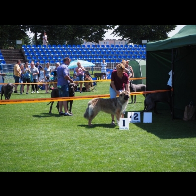 NDS GORZÓW WLKP.'19 - SULIKO